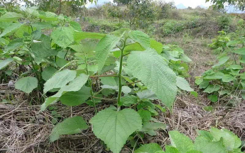 苎麻被称为"中国草",它的全身都是宝,很多人却不拿它当回事_哔哩哔哩