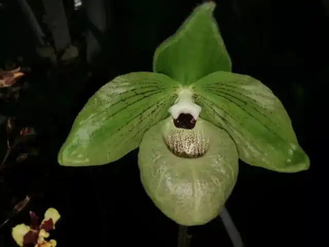 卡特兰属,文心兰属,兜兰属,树兰属,石斛属,齿舌文心兰属等的园艺品种