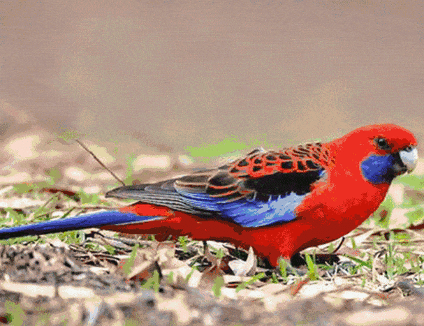 金刚鹦鹉被称做是大力士 主要是因为它们强有力啄劲 看我用嘴把握方向