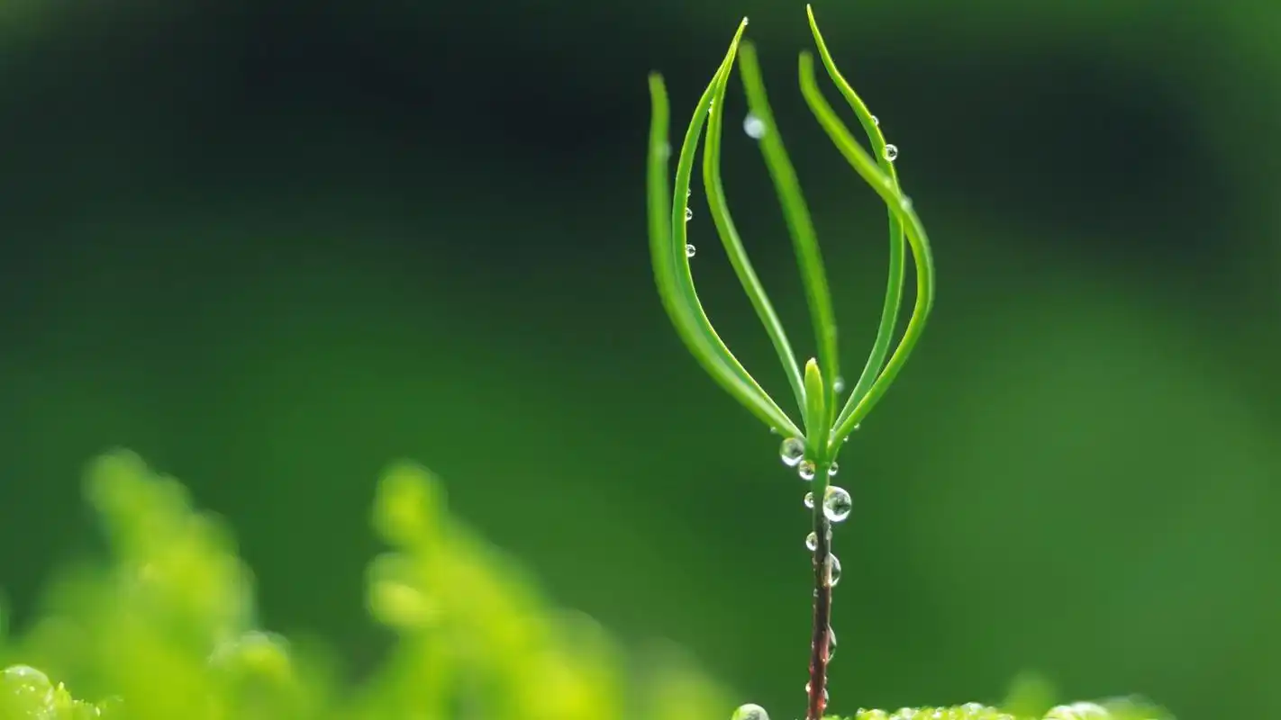 小清新绿色护眼高清唯美桌面壁纸