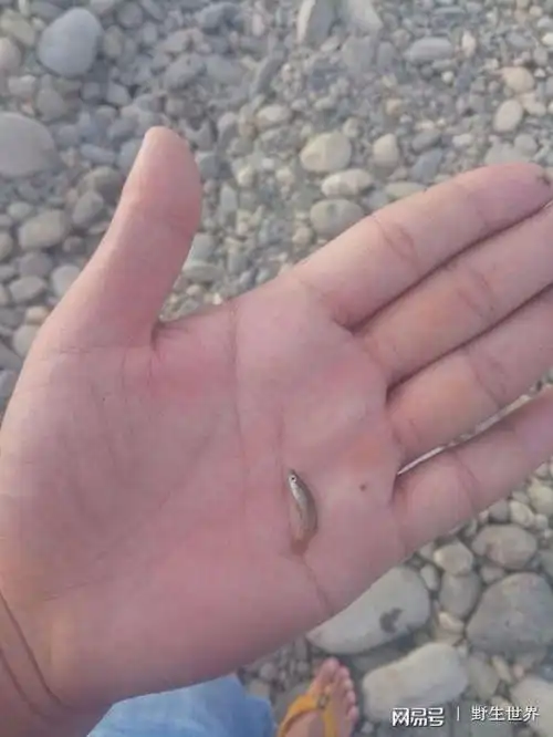 钓鱼最小大比拼,你能看到鱼在哪么