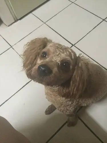 我仿佛见到了世界上最丑的泰迪