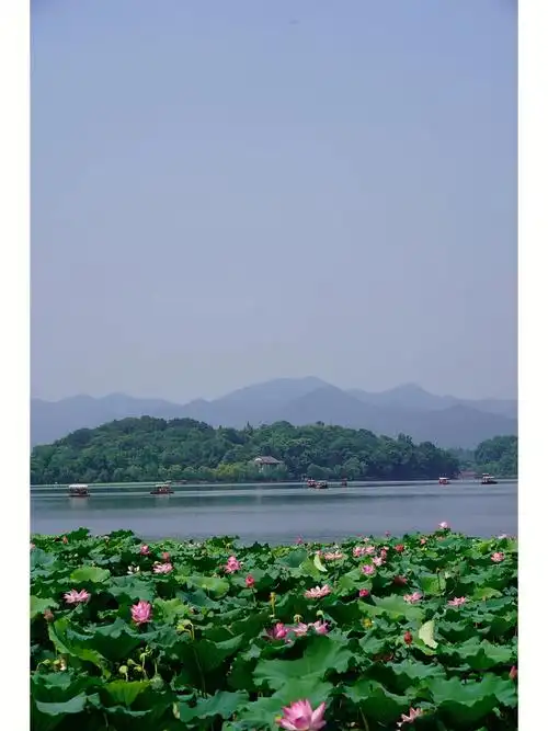 七月的杭州西湖