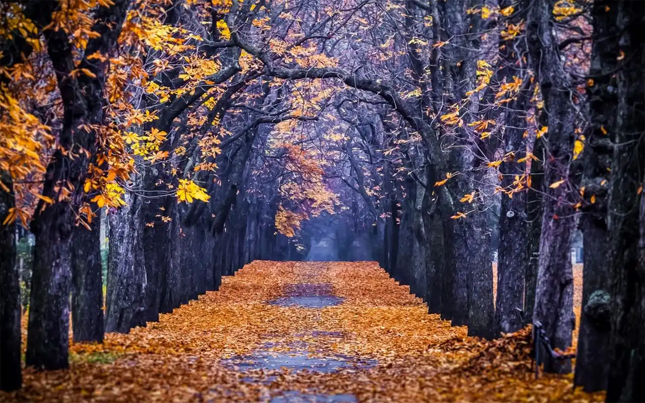 深秋唯美枫树林高清美丽自然风光桌面壁纸(一)