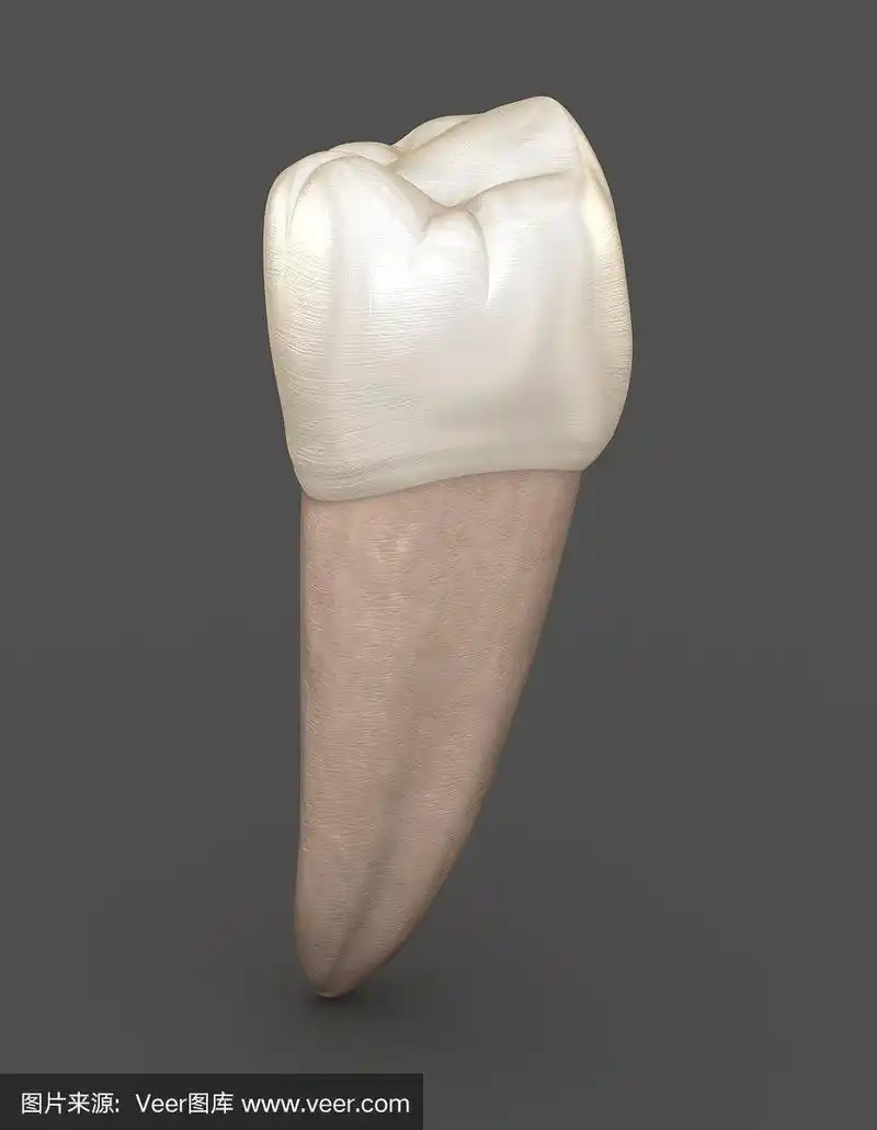 牙科解剖学-下颌第二前磨牙.医学上准确的牙科3d插图