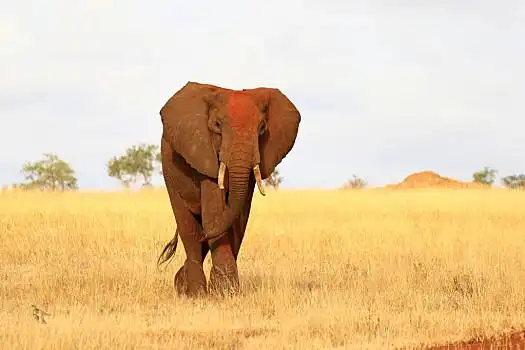 正面,红色,大象,东察沃国家公园,肯尼亚