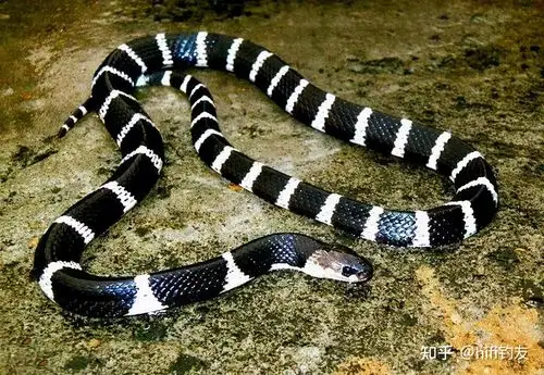 钓鱼遇上蛇怎么办带上烧烤粉附详细操作方法