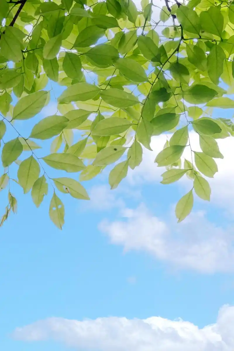 期末复习辛苦了,换张护眼壁纸吧!_澎湃号·政务_澎湃新闻-the paper