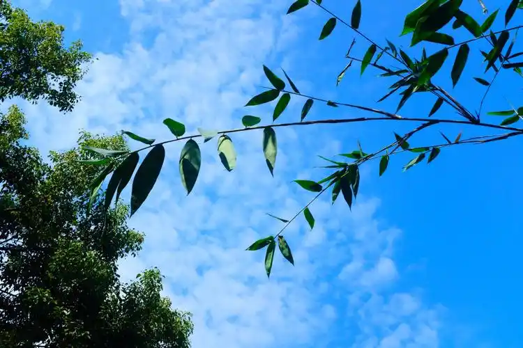 秋天的晴空,展开一片清艳的蓝色,清净了云翳,在长天