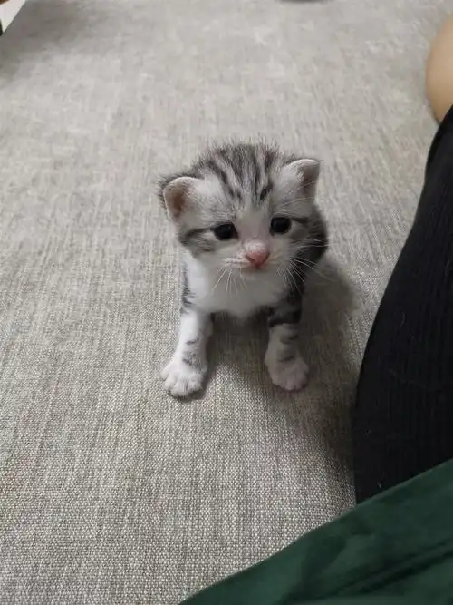 美短幼崽出售,刚出满月.