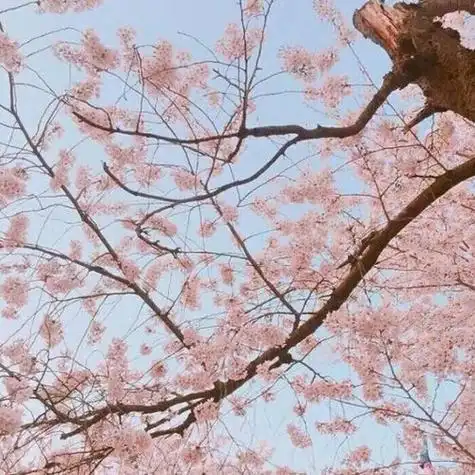 安奈梦幻樱花背景图我爱人的心风景静物头像