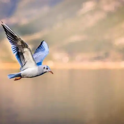 展翅飞翔的海鸥送给喜欢用海鸥做头像的人