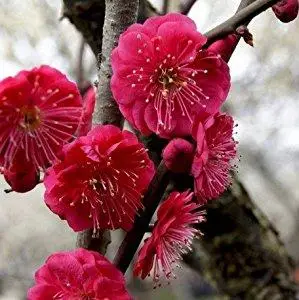 花卉园艺苗木 出售庭院观赏花卉 红梅中的精品 骨里红 梅花树苗2年苗