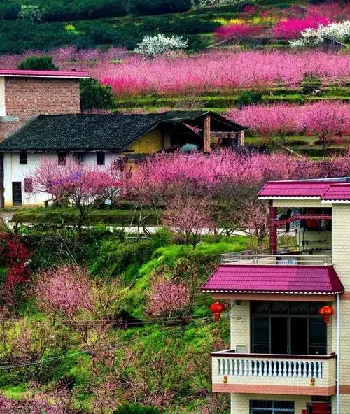 中国最美桃花林,你知道在哪吗?