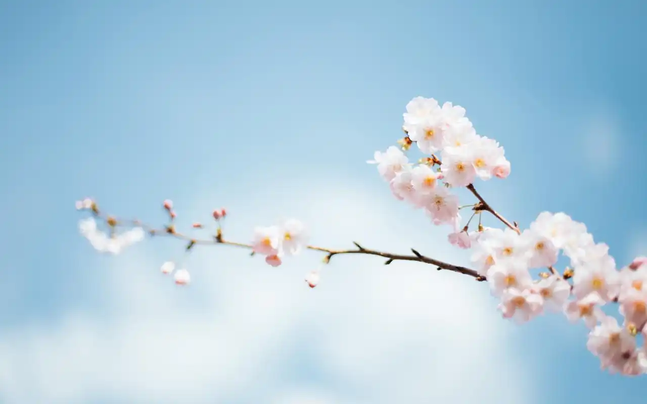 春天盛开的花儿朵朵,高清图片,电脑桌面-壁纸族