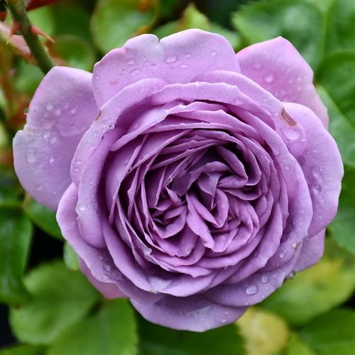 微蓝月季花大苗盆栽灌木月季有点蓝紫色多头丰花抗病大苗四季开花