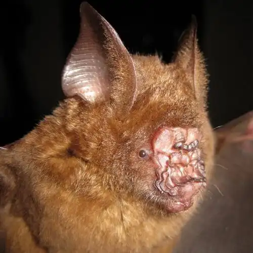 这是10种蝙蝠的脸——我敢说这是哺乳动物里最"精致"的脸,你喜欢哪张