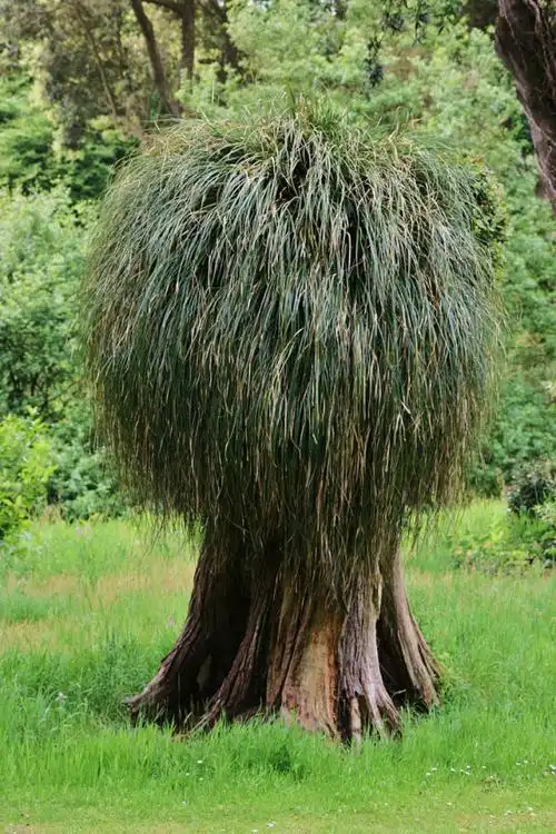 20张世界上漂亮的树木摄影照片