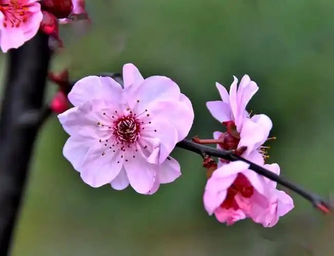 漂亮的美人梅开了