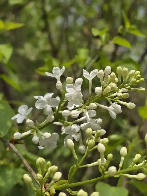 大美东城|丁香花,二月兰 正是观赏好时节