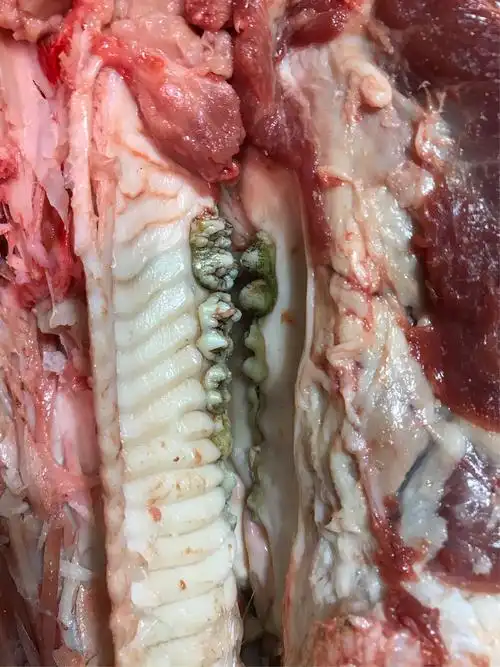 长期吃草料,猪牙齿都变绿了