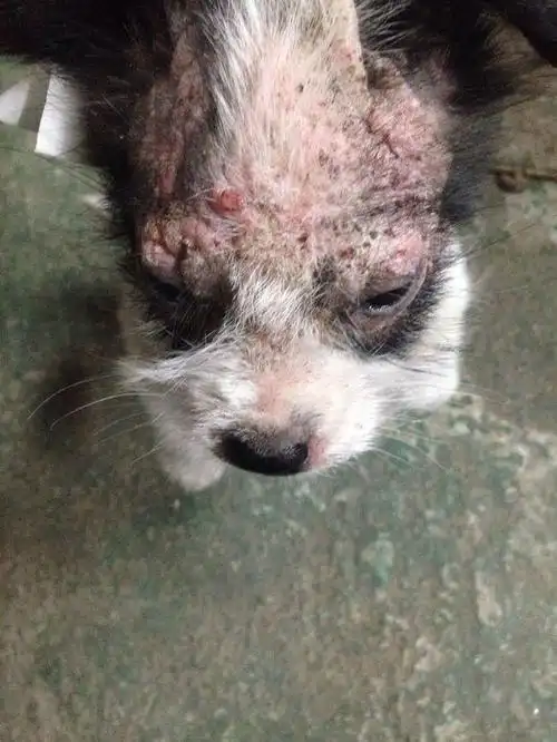 原创流浪小奶狗全身皮肤病路边讨吃的遭嫌弃,狗狗委屈的眼神看哭女孩