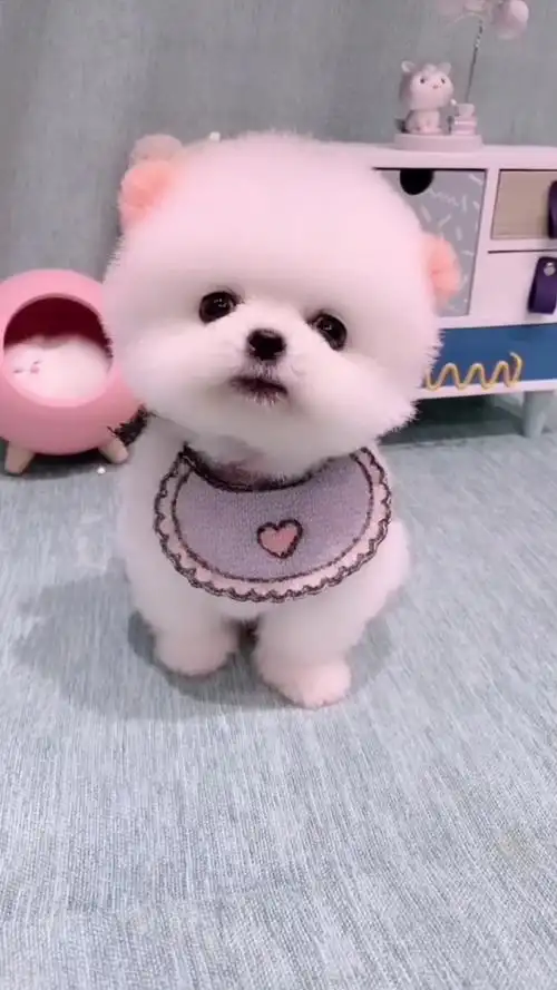 cute dogs 茶杯犬萌宠可爱呆萌狗.太小太萌啦