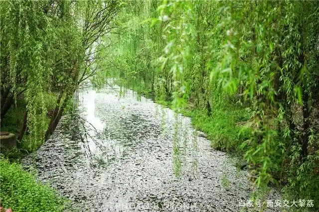 柳絮飞时飘雪满城