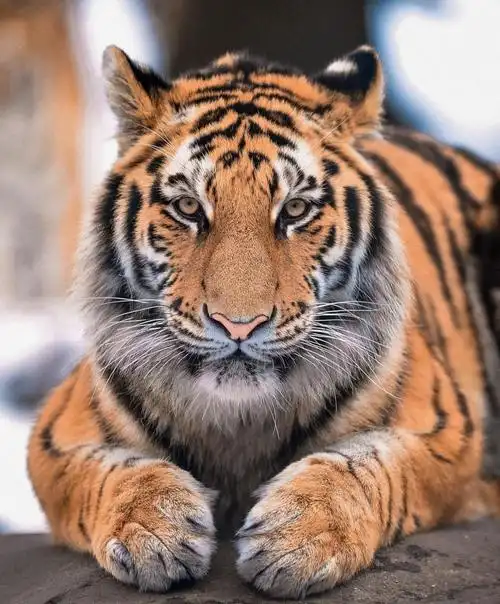 生性威武的东北虎