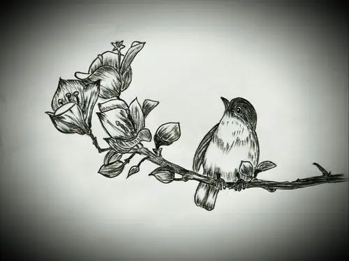 齐巧云初学铅笔画(鸟语花香篇)