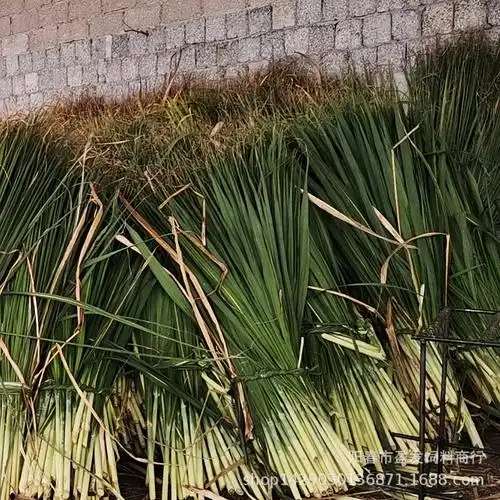 青贮甘蔗尾 牛饲料 青储甘蔗尾叶子 牛草料 青贮饲料 青储饲料