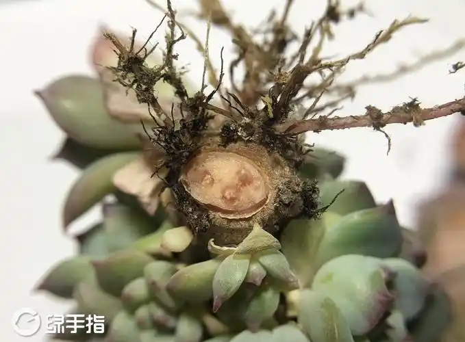 掰下来另外两个看似没事的头,这杆子里是准备木质化的纤维束还是准备