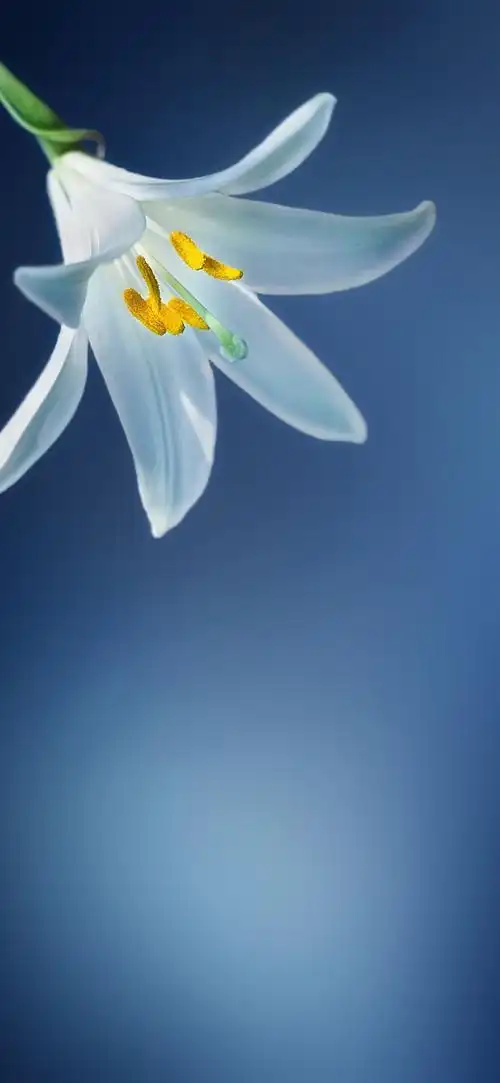 有哪些适合华为p30/p30 pro的壁纸? - 知乎