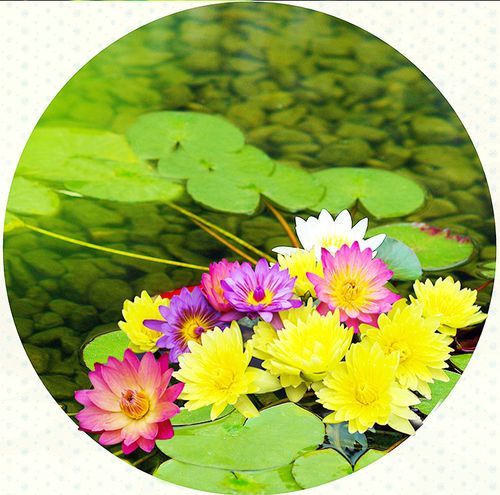 黄白根茎培根惠水优惠量大红粉睡莲莲花香水创意迷你植物