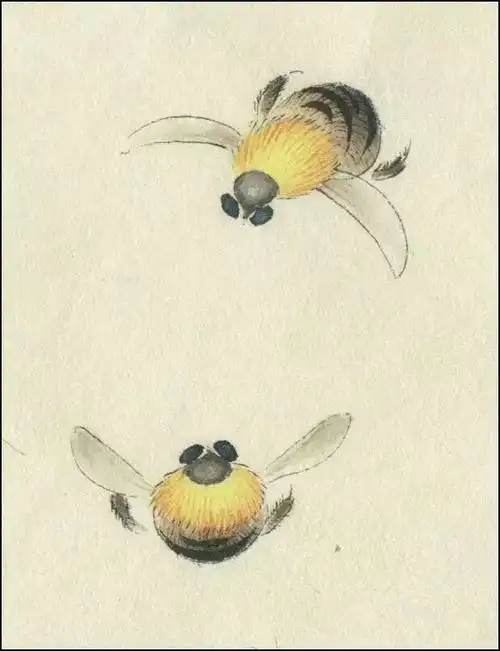 蜜蜂和牛蜂设色技法