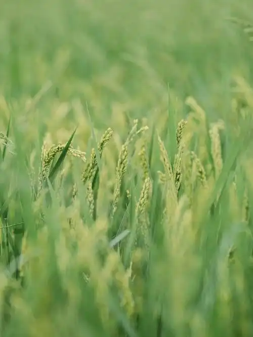 壁纸 成片种植 风景 植物 种植基地 桌面 700_933 竖版 竖屏 手机