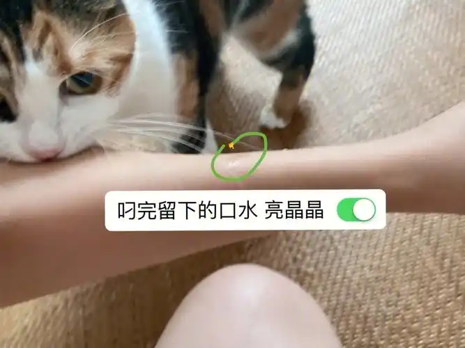 咬人猫咬人证据
