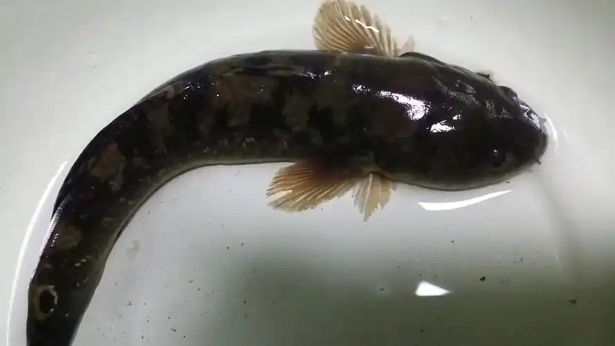 图片里是什么鱼