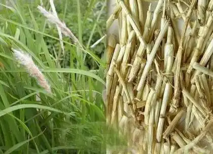 白茅根图片白茅根的作用与功效