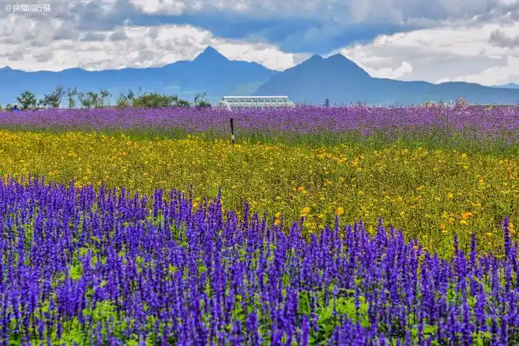 丽江雪山花海,是中国最美的仿欧洲风情景区,且还鲜为人知