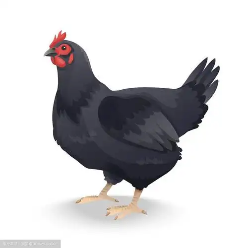 孤立在白色背景上的黑色农场母鸡