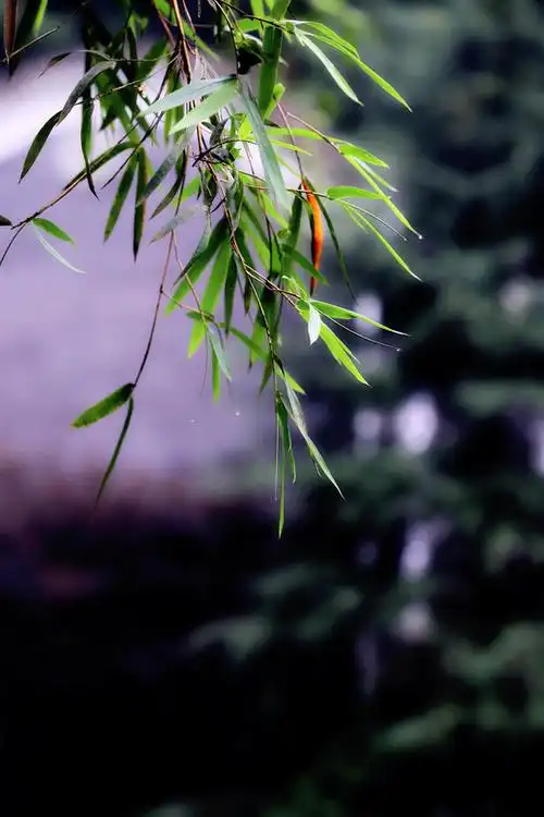 婀娜多姿,浑厚,清雅质朴,清风拂过,竹香沁怀,素来有素静淡雅,潇洒自然