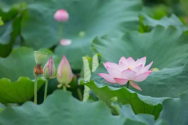 6荷花也称"莲花","莲"与"连"谐音,莲花 鱼,寓意"连年有余"7 合适客厅