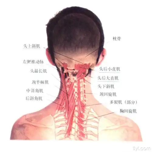 一些颈椎肌***片 - 中医针推外治版 - 爱爱医医学论坛