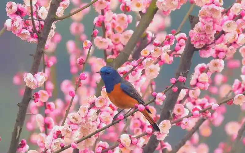 4k高清会动的花鸟图,小鸟恋梅花,以前只能在画上见到_哔哩哔哩_bili