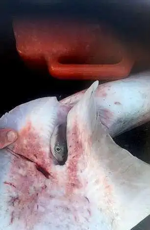 当肚子剖开后,惊人的小鲨鱼冲出来,他说「画面很惊人,我的肾上腺素