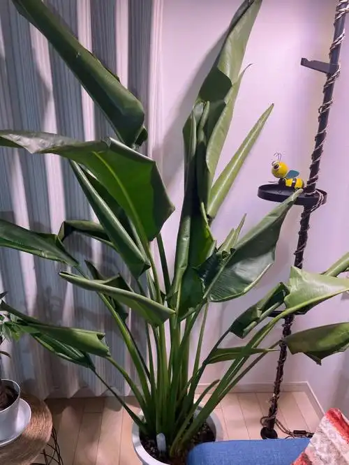 天堂鸟旅人蕉这还有救吗