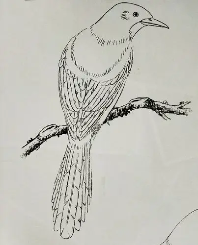 自学工笔禽鸟画:超清晰线稿