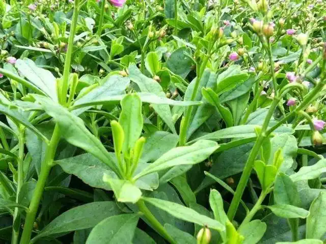 大鱼大肉吃腻了,来点"东洋菜"试试,很多人不认识!