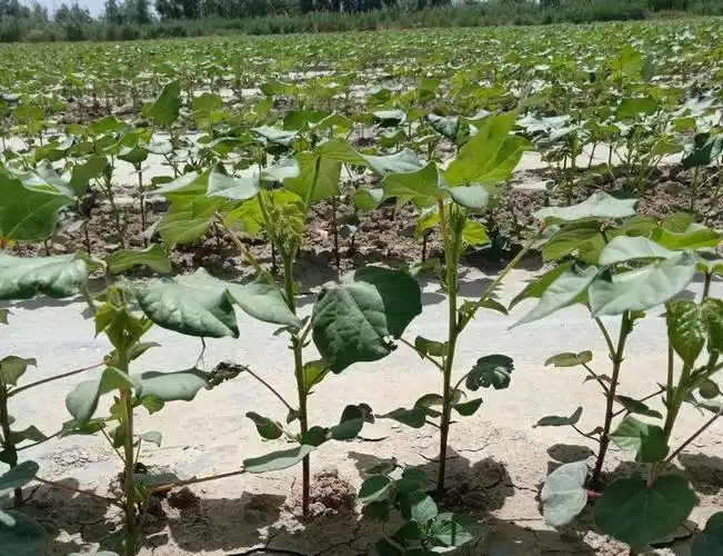 现在棉花什么情况,高温来了小心高脚苗